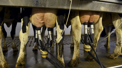 L'un des variants génétiques identifiés par l'Inrae diminue le taux de lipides dans le sang, ce qui abaisse la teneur en matière grasse du lait.