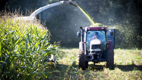 Arvalis fournit des dates prévisionnelles mais c'est l'observation du remplissage des grains qui permet d'affiner la date optimale de récolte.
