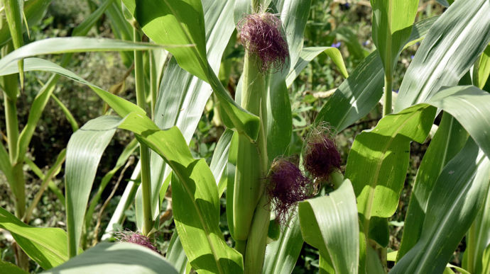 Le maïs grain présente une avance de deux semaines sur un an
