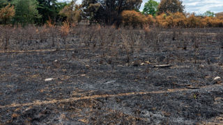 17 000 hectares de feux ont ravagé l'Aude ce début août. (Image d'illustration en Haute-Garonne) 17 000 hectares de feux ont ravagé l'Aude ce début août. (Image d'illustration en Haute-Garonne)