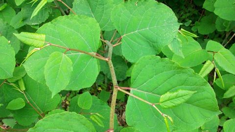 Le règlement d’exécution (UE) 2025/1422, adopté le 17 juillet 2025, met à jour la liste des espèces exotiques envahissantes (EEE) préoccupantes pour l’Union européenne. Parmi les plantes ajoutées, Reynoutria x bohemica.