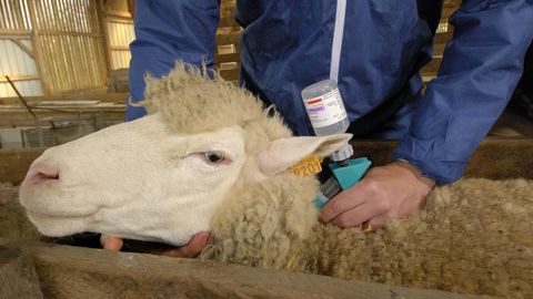 En Bretagne, éleveurs et vétérinaires vaccinent contre la fièvre catarrhale ovine (FCO).