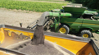 Malgré des surfaces en légère baisse, la production de colza français en 2025 atteint 4,5 millions de tonnes. Malgré des surfaces en légère baisse, la production de colza français en 2025 atteint 4,5 millions de tonnes.