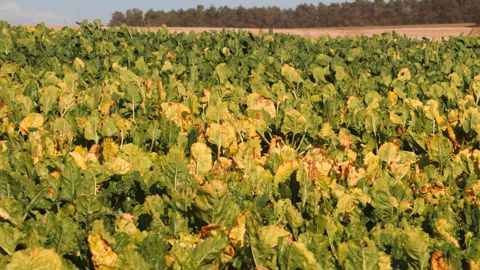 L’Ile-de-France est la région la plus touchée par la maladie, informe l’ITB, avec 20 % des parcelles qui présentent des symptômes sur plus d’un quart de leur surface.