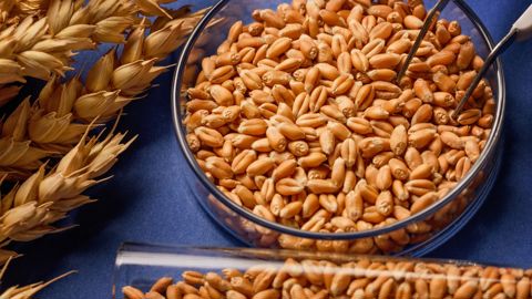 Les teneurs moyennes en protéines du blé tendre récolté en 2025 sont généralement comprises entre 10,5 et 11,5 %. Les teneurs moyennes en protéines du blé tendre récolté en 2025 sont généralement comprises entre 10,5 et 11,5 %.