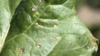 Le seuil de traitement pour le T1 est atteint lorsque 1 % des feuilles présente des symptômes (5 % en bordure maritime). Le seuil de traitement pour le T1 est atteint lorsque 1 % des feuilles présente des symptômes (5 % en bordure maritime).