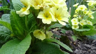 Primula x elatior 'Veristar' F1, ici à La Madeleine (59).