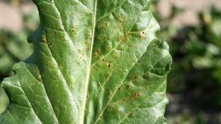 Parmi les maladies observées sur le terrain : la cercosporiose, la rouille (photo) et l'oïdium. Parmi les maladies observées sur le terrain : la cercosporiose, la rouille (photo) et l'oïdium.