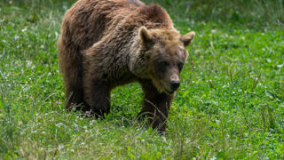 Le bilan à la mi-août de la prédation des ours, à l’échelle du département de l’Ariège, reste lourd, même s’il est un peu plus faible que celui de l’année dernière à la même date. Le bilan à la mi-août de la prédation des ours, à l’échelle du département de l’Ariège, reste lourd, même s’il est un peu plus faible que celui de l’année dernière à la même date.