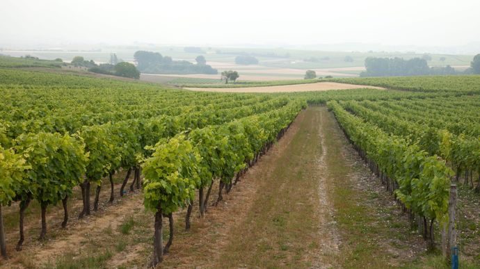 Moc Baril mutualise la commercialisation de vins de France en vrac, à partir de trois bassins de production majeurs (Loire, Charentes, Gascogne).