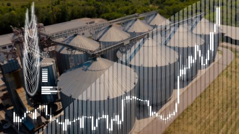 À la clôture de Chicago, mercredi 20 août, le blé SRW à échéance décembre 2025 a grimpé de 7,0 c$/bu, à 5,28 $/bu.