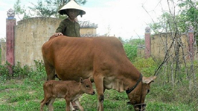 Vaches chinoises