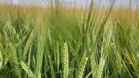 Inscrite en janvier 2024, la variété d'orge de printemps LG Allegro (LG Semences) est homologuée en brasserie depuis janvier 2025 par le Comité bière-malt-orge (CBMO).