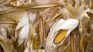 La Commission européenne estime le rendement du maïs grain à 69,3 q/ha en août 2025, en baisse de 3 % par rapport aux prévisions du mois de juillet. La Commission européenne estime le rendement du maïs grain à 69,3 q/ha en août 2025, en baisse de 3 % par rapport aux prévisions du mois de juillet.