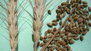 Les grains cariés sont brun-grisâtres, de forme semblable à celle des grains sains, mais plus globuleux. Un grain carié contient de 4 à 9 millions de spores.