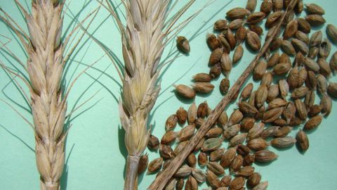 Les grains cariés sont brun-grisâtres, de forme semblable à celle des grains sains, mais plus globuleux. Un grain carié contient de 4 à 9 millions de spores.