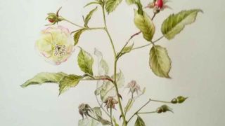 Travail d’élève sur le thème de la rose, réalisé lors du stage d’illustration botanique. Travail d’élève sur le thème de la rose, réalisé lors du stage d’illustration botanique.