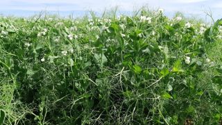 Les industriels européens estiment que les importations de protéines de pois en provenance de Chine leur causent un préjudice. Les industriels européens estiment que les importations de protéines de pois en provenance de Chine leur causent un préjudice.