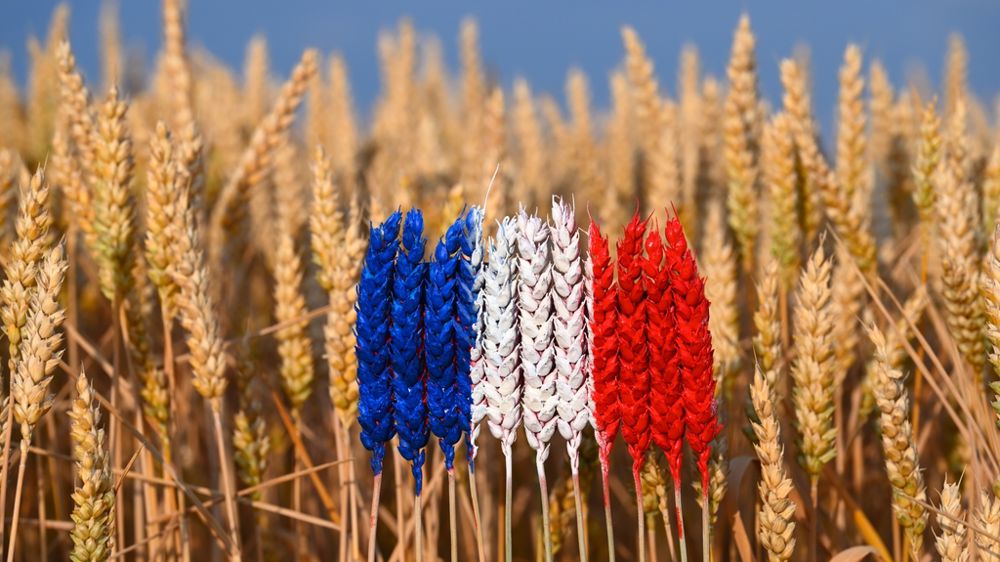 Drapeau français dans du blé