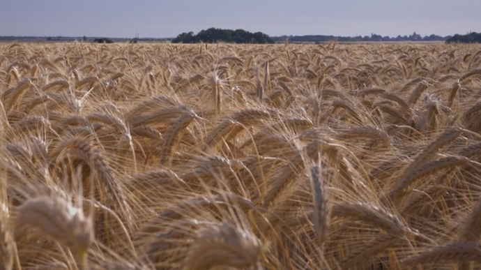 Variété demi alternative, à cycle précoce et dotée d’une finition rapide, Requin est présentée comme « très productive » en traité comme en non-traité.