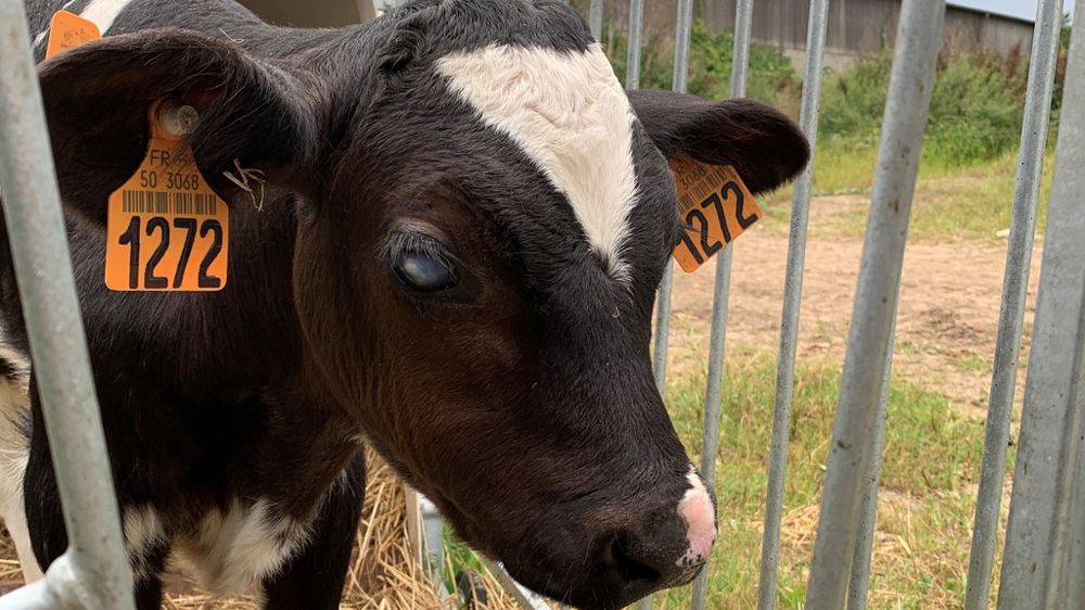 Voile sur les yeux d'un veau atteint de FCO