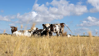 La récurrence des aléas climatiques (sécheresse, intempéries, crise sanitaire) remet en cause la capacité de l'assurance récolte à indemniser les agriculteurs, estime la Confédération paysanne. La récurrence des aléas climatiques (sécheresse, intempéries, crise sanitaire) remet en cause la capacité de l'assurance récolte à indemniser les agriculteurs, estime la Confédération paysanne.