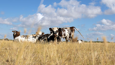 La récurrence des aléas climatiques (sécheresse, intempéries, crise sanitaire) remet en cause la capacité de l'assurance récolte à indemniser les agriculteurs, estime la Confédération paysanne. La récurrence des aléas climatiques (sécheresse, intempéries, crise sanitaire) remet en cause la capacité de l'assurance récolte à indemniser les agriculteurs, estime la Confédération paysanne.