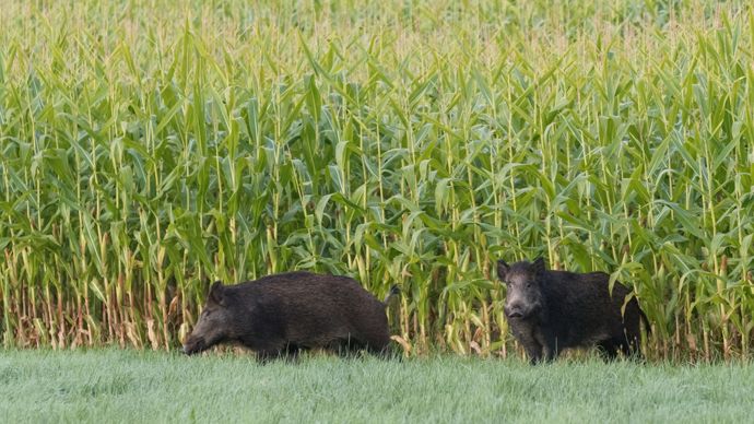La population de sangliers est estimée à 1 à 3 millions de têtes.
