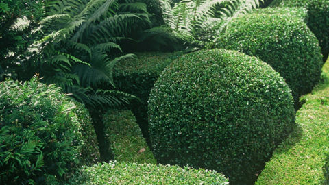 Il est possible de tailler ses buis en boule ou en cube. Il est possible de tailler ses buis en boule ou en cube.