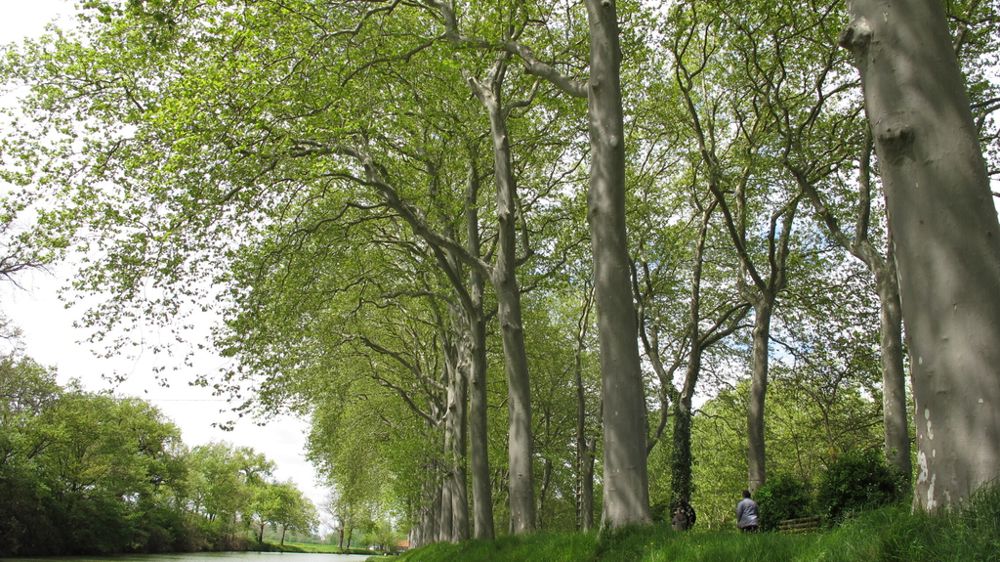 Les Rencontres nationales des allées d’arbres, le 14 octobre 2025 à Carcassonne (11), combineront temps d’échanges et visites sur site. Les Rencontres nationales des allées d’arbres, le 14 octobre 2025 à Carcassonne (11), combineront temps d’échanges et visites sur site.