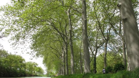 Les Rencontres nationales des allées d’arbres, le 14 octobre 2025 à Carcassonne (11), combineront temps d’échanges et visites sur site.