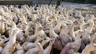 En cas de risque élevé, les canards vaccinés peuvent accéder à un parcours adapté, quinze jours après le protocole de primovaccination. Ce sous certaines conditions, notamment de surveillance. En cas de risque élevé, les canards vaccinés peuvent accéder à un parcours adapté, quinze jours après le protocole de primovaccination. Ce sous certaines conditions, notamment de surveillance.