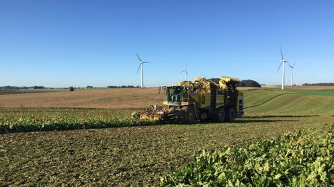 La campagne betteravière 2025 va démarrer le 17 septembre pour la sucrerie de Nangis, désormais filiale de Cristal Union.