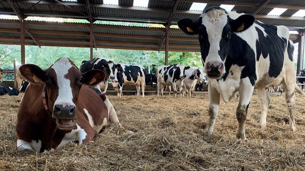 L'IA est un appui au savoir-faire, elle ne remplacera pas de l'éleveur.