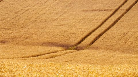 Blé tendre 2025 : fertilisation, rendement et protéines : quel bilan ?