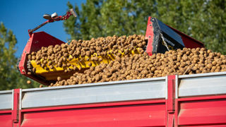 Il est primordial de bien régler les arracheuses de pommes de terre : vitesse de rotation de la première chaîne, inclinaison modérée du tapis, hauteur de chute de 30 cm maximum, etc. Il est primordial de bien régler les arracheuses de pommes de terre : vitesse de rotation de la première chaîne, inclinaison modérée du tapis, hauteur de chute de 30 cm maximum, etc.