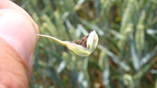 « En agriculture biologique, c’est la première année depuis longtemps que les signalements de carie sont aussi fréquents et répartis sur tout le territoire », selon Delphine Bouttet, d'Arvalis.