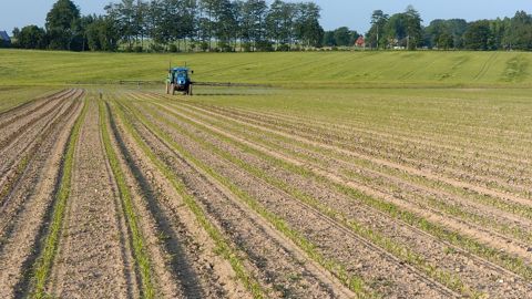 Avec l'isoxaflutole, Bayer met en avant « un haut niveau d’efficacité avec un faible grammage de
matière active ».