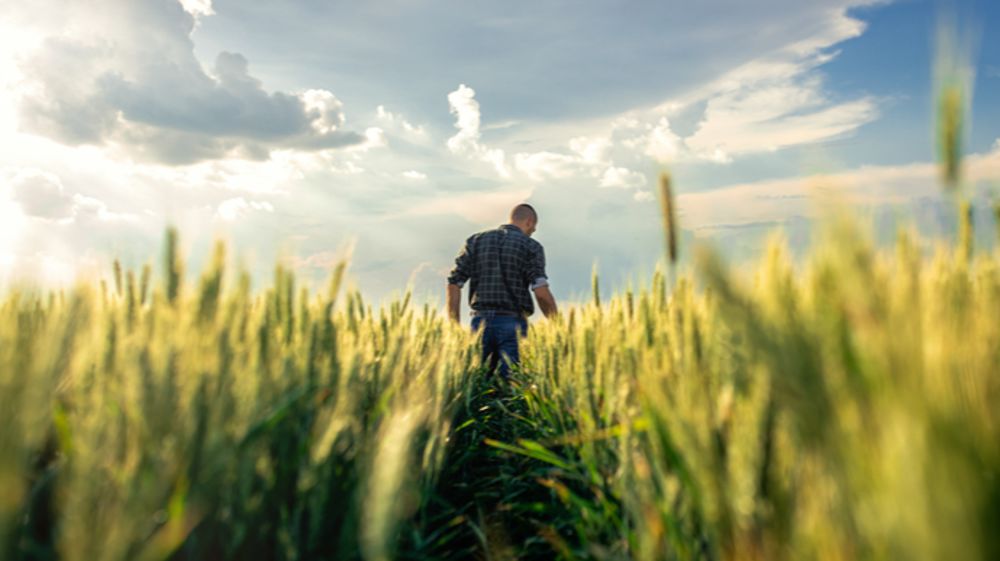 L’automne, tournant stratégique pour sécuriser votre désherbage et vos rendement