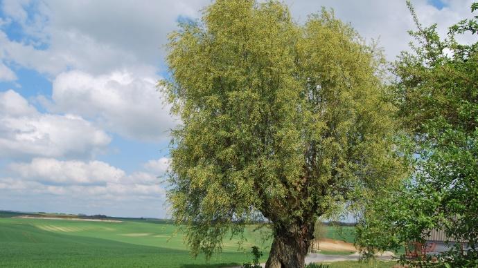 Arbre