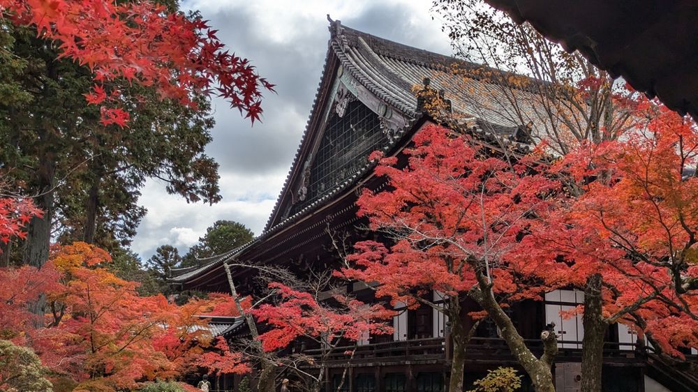 De fin novembre à début décembre, les érables japonais se parent de feuilles rouges.