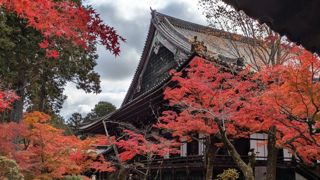 De fin novembre à début décembre, les érables japonais se parent de feuilles rouges. De fin novembre à début décembre, les érables japonais se parent de feuilles rouges.