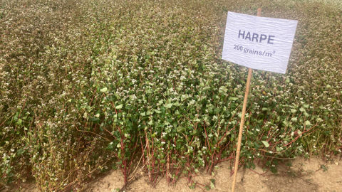 La variété harpe est la principale variété cultivée en France. Sa tardivité garantit le potentiel de rendement mais pose quelques défis pour les producteurs.