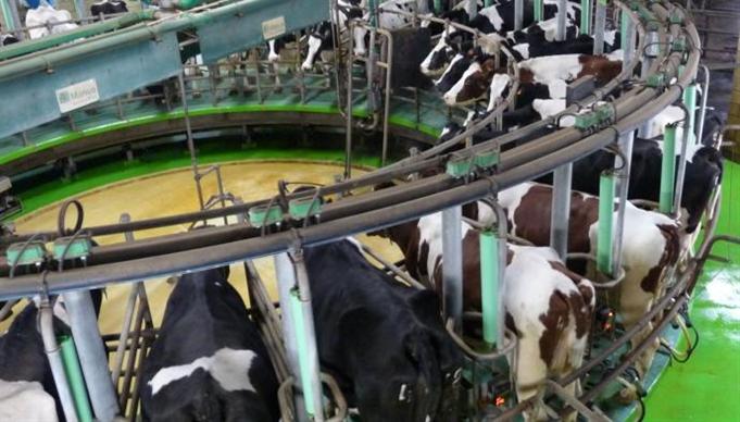 Vaches laitières
