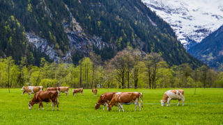 Sur les questions de santé animale, la Suisse adapte son droit sur celui de l'Union européenne. Sur les questions de santé animale, la Suisse adapte son droit sur celui de l'Union européenne.