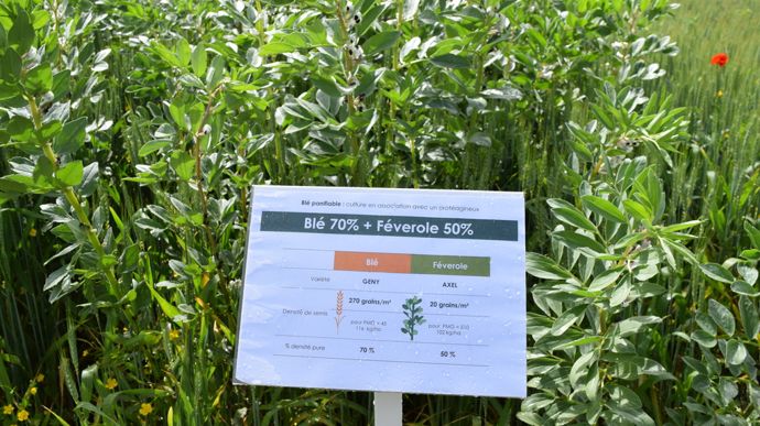 À la ferme expérimentale de Thorigné-d’Anjou (Maine-et-Loire), le mélange de blé et de féverole (ci-contre) affiche un taux de protéines à 10,27 % en moyenne sur trois ans.
