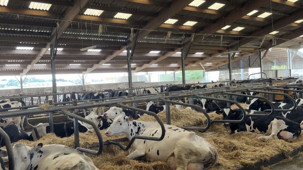 vaches Prim'Holstein en stabulation logettes