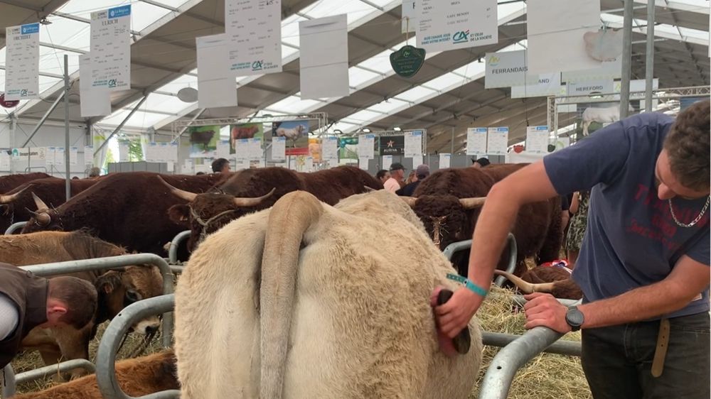 Vache au Sommet de l'Elevage