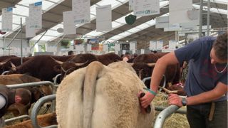 Le foyer de dermatose bovine détecté dans le Rhône se situe à proximité du département de la Loire, à moins de 150 km de Clermont-Ferrand. Le foyer de dermatose bovine détecté dans le Rhône se situe à proximité du département de la Loire, à moins de 150 km de Clermont-Ferrand.