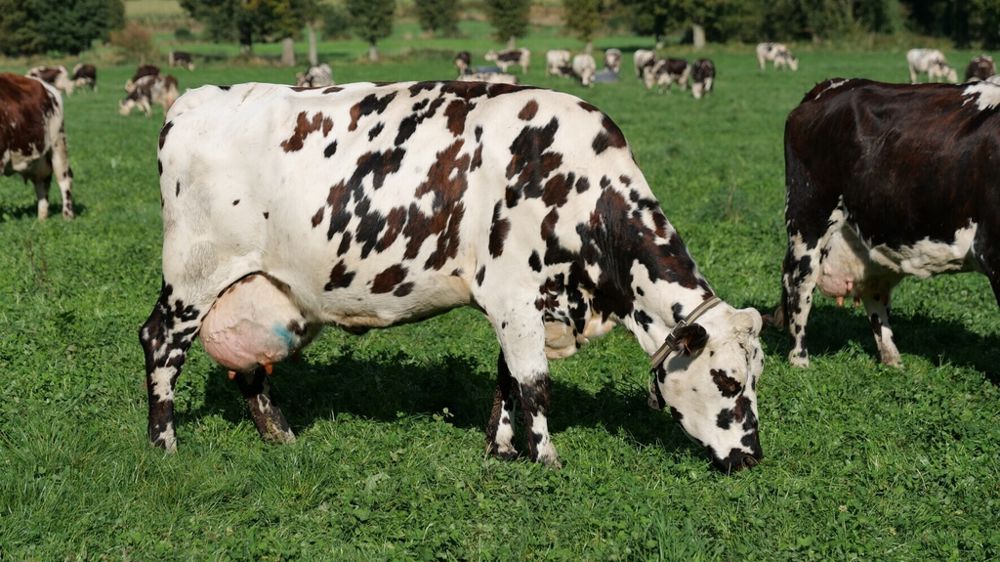 vache normande au pâturage